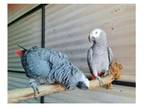 11 NI 2 African Grey Parrots Birds