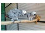 ZZ1 2 African Grey Parrots Birds