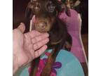 Doberman Pinscher Puppy for sale in Dallas, TX, USA