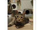 Adopt Liam a Domestic Shorthair / Mixed cat in Kalamazoo, MI (37693324)