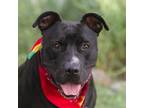 Adopt Sirius a Black Mixed Breed (Medium) dog in Owosso, MI (37648947)