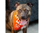 Adopt Chocolat a Brindle Pit Bull Terrier / Mixed dog in Dallas, TX (37498026)