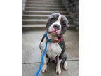 Adopt Jocko a Gray/Blue/Silver/Salt & Pepper Mixed Breed (Large) / Mixed dog in