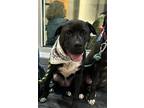 Adopt Chip - Beauty and the Beast litter a Black - with White Pit Bull Terrier /