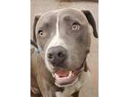 Adopt BLIPPI a Gray/Silver/Salt & Pepper - with White American Staffordshire