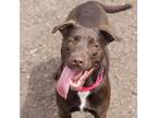 Adopt CHULA a Brown/Chocolate Labrador Retriever / Mixed dog in Kyle
