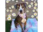 Adopt Daisy 5 a Brown/Chocolate Boxer / American Staffordshire Terrier / Mixed