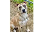 Adopt Alfie a Tan/Yellow/Fawn American Pit Bull Terrier / Mixed dog in Anderson