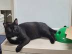 Adopt Binx a All Black Domestic Shorthair / Domestic Shorthair / Mixed cat in