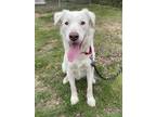 Adopt Buddy 2-5-23 a White Labrador Retriever / Mixed dog in Bulverde