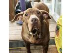 Adopt Gertrude a Brown/Chocolate Labrador Retriever / Pit Bull Terrier / Mixed