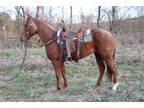 Cool Red Roan Quarter Horse Gelding, Team Ropes, Trail Rides