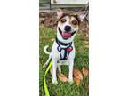 Adopt Herb- IN FOSTER a White Jack Russell Terrier / Mixed dog in New Orleans