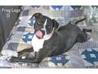 Adopt Layla a Black - with White Australian Cattle Dog / American Staffordshire