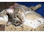 Adopt Tiberious a Tiger Striped Domestic Shorthair (short coat) cat in