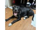 Adopt Molly 4 a Black Schnauzer (Standard) / Labrador Retriever / Mixed dog in