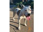 Adopt Smooch a White - with Brown or Chocolate Dogo Argentino / Staffordshire