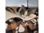 Adopt Reba a Calico or Dilute Calico Domestic Shorthair / Mixed cat in