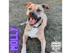 Adopt Molly a Tan/Yellow/Fawn Black Mouth Cur / Shepherd (Unknown Type) / Mixed