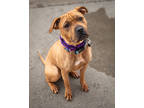 Adopt Pekoe a Tan/Yellow/Fawn Shar Pei / Mixed dog in Toronto, ON (37747356)