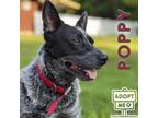 Adopt Poppy a White Australian Cattle Dog / Mixed dog in Belleville