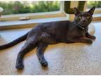 Adopt Edison a Gray or Blue Domestic Shorthair / Domestic Shorthair / Mixed cat