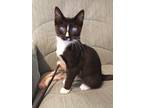 Adopt Pepe a Black & White or Tuxedo Domestic Shorthair (short coat) cat in Yuba