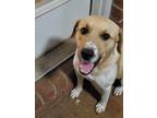 Adopt SHILO a White - with Tan, Yellow or Fawn Labrador Retriever / Mixed dog in