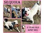 Adopt Sequoia a White - with Black American Pit Bull Terrier / Mixed dog in