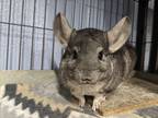 Adopt Misty a Chinchilla small animal in Montclair, CA (32006861)