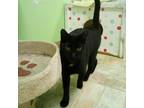 Adopt Rickshaw a All Black Domestic Shorthair / Mixed cat in Monroe