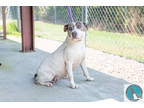 Adopt Lori a White American Pit Bull Terrier / Mixed dog in Walterboro