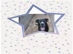 Adopt BENTLEY a Black - with White Labrador Retriever / Boxer / Mixed dog in