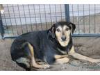 Adopt Maggie a Black - with Brown, Red, Golden, Orange or Chestnut Mixed Breed