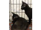 Adopt Sam a All Black Domestic Shorthair (short coat) cat in valhalla