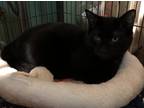 Adopt Bagheera a All Black Domestic Shorthair (short coat) cat in valhalla