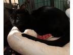 Adopt Gypsy a Black (Mostly) Domestic Shorthair (short coat) cat in valhalla