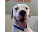 Adopt Atkins a White - with Tan, Yellow or Fawn Great Dane / Mixed dog in Kanab