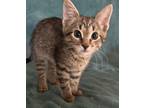 Adopt LA QUINTA a Domestic Shorthair (short coat) cat in Calimesa, CA (37634224)