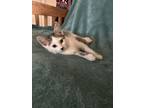 Adopt HILTON a Domestic Shorthair (short coat) cat in Calimesa, CA (37634223)