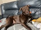 Adopt Roxy Jo a Brown/Chocolate - with White Labrador Retriever / Mixed dog in