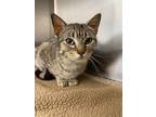 Adopt Terry a All Black Domestic Shorthair / Domestic Shorthair / Mixed cat in