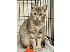 Adopt Gracey a Gray or Blue Domestic Shorthair / Domestic Shorthair / Mixed cat
