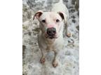 Adopt Sativa a White American Pit Bull Terrier / Mixed dog in Moses Lake
