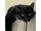 Adopt Geneva a All Black Domestic Shorthair / Mixed cat in Cumming
