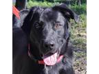 Adopt Duke a Black Labrador Retriever / Shepherd (Unknown Type) / Mixed dog in