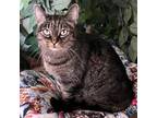 Adopt Pixi a Black (Mostly) Domestic Mediumhair / Mixed cat in Las Vegas