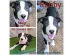 Adopt Robby a Black Mixed Breed (Medium) / Mixed dog in Boaz, AL (35033282)