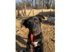 Adopt Vader a White - with Black Australian Shepherd / English Setter / Mixed