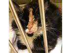 Adopt Trini a Calico or Dilute Calico Domestic Longhair / Mixed cat in Monroe